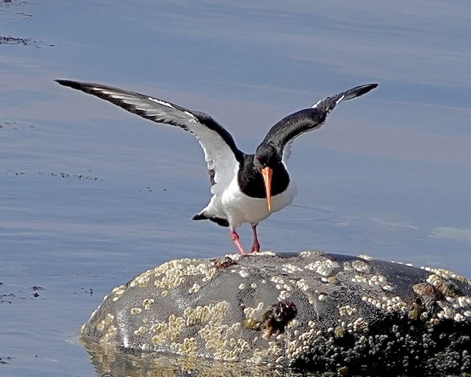 oystercatcher